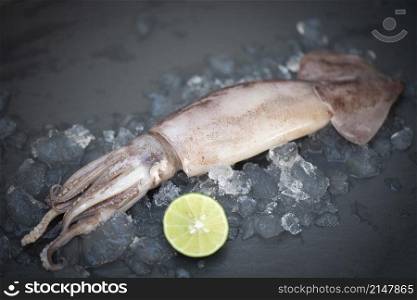 Raw squid on ice with salad spices lemon lime on the dark plate background, fresh squids octopus or cuttlefish for cooked food at restaurant or seafood market