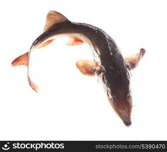 Raw sturgeon - luxury fish prepared for cooking, isolated
