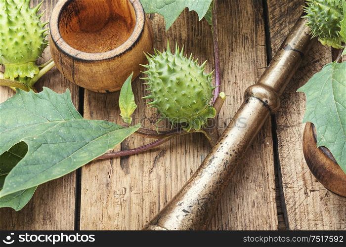 Raw thorny fruits of Datura Stramonium on wooden background. Datura in herbal medicine