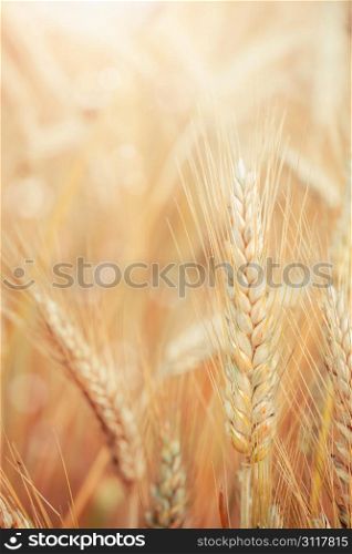 Raw wheat plants growing in the countryside