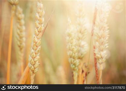 Raw wheat plants growing in the countryside