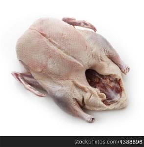 Raw Whole Duck On White Background