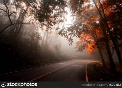Rays light natural landscape of sunbeam through mist, forest, and curved downhill local street with autumn leaf trees in fall season. Travel destination with beautiful natural scenic view.