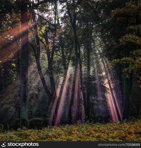 Rays of light on the forest. Sunrise and mist in a early morning.