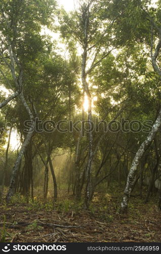 Rays of light shining through a forest.