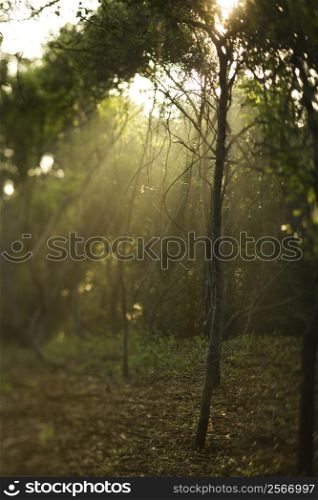 Rays of light shining through a forest.