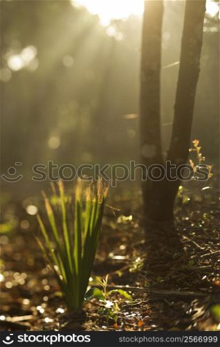 Rays of light shining through a forest.