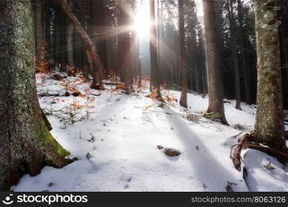 Rays of sun filtering through trees in winter forest. Rays of sun filtering through trees