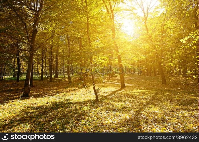 Rays of sun in autumn park