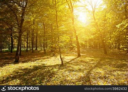 Rays of sun in autumn park