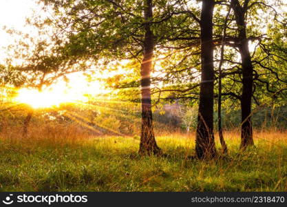 Rays of sunlight in a green forest. Oak trees in rays of light
