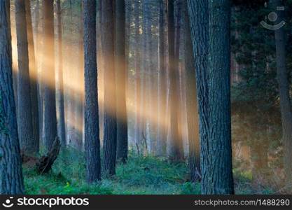 Rays of sunlight late afternoon in a pine forest