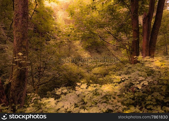 Rays Of Sunlight Peeking Through A Surreal Forest Setting