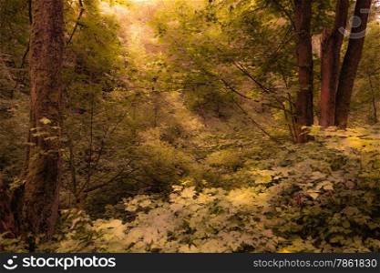 Rays Of Sunlight Peeking Through A Surreal Forest Setting
