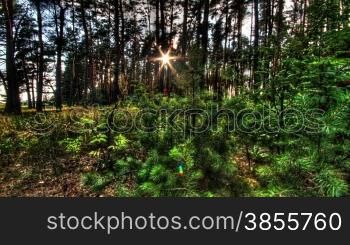 Rays Of Sunlight Through The Trees In The Forest. Timelapse Shot Motorized Slider.