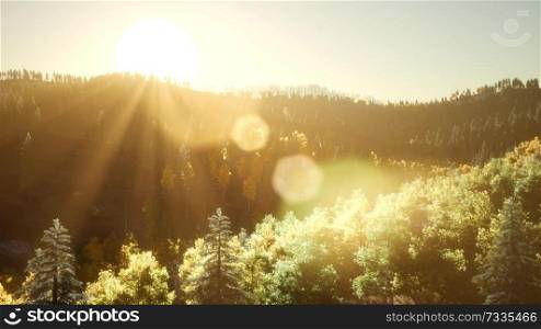 rays of the sun make their way through the branches in the forest.. Rays of the Sun Make their Way through the Branches