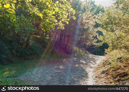 rays of the sun through the branches of trees, a sandy road in a pine forest. a sandy road in a pine forest, rays of the sun through the branches of trees