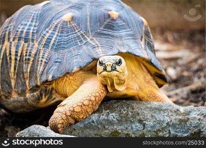 Razor-Backed Musk Turtle (Sternotherus carinatus) Kinosternidae