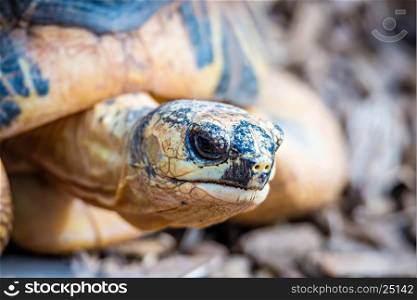 Razor-Backed Musk Turtle (Sternotherus carinatus) Kinosternidae