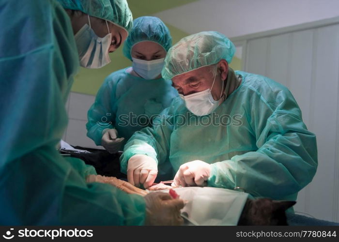 Real abdominal surgery on a cat in a hospital setting. High quality photo. Real abdominal surgery on a cat in a hospital setting