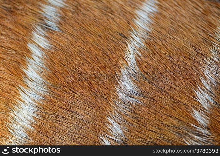 Real brown pattern of deer skin background