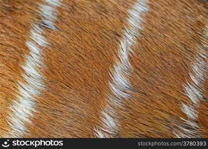Real brown pattern of deer skin background