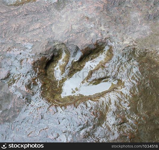 Real dinosaur footprint , Thailand.