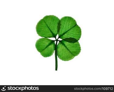 Real four leaf clover isolated on white background