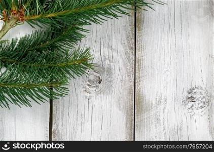 Real Northwest Fraiser Fir tree branches on rustic white wooden boards. Christmas season concept.