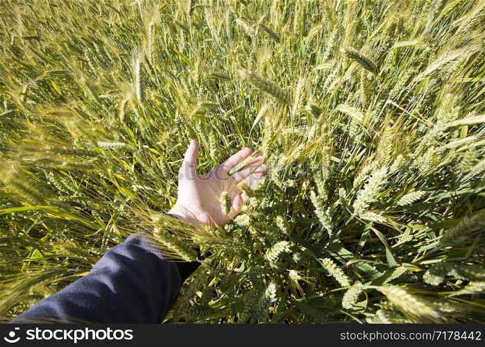 real organic green rye field with grass blades with , agricultural field with high yield, Eastern Europe, rye is growing and not yet ripe. real organic green rye