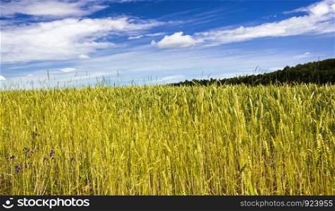real organic green rye field with grass blades with , agricultural field with high yield, Eastern Europe, rye is growing and not yet ripe. real organic green rye