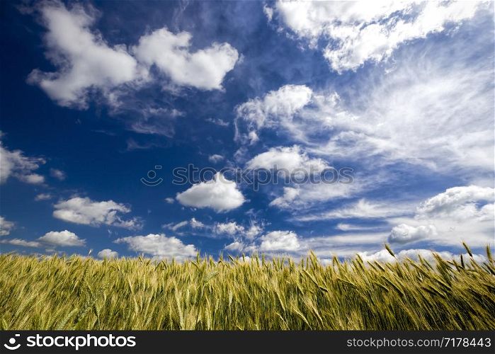 real organic green wheat field in late spring or early summer, agricultural field with high yield, Eastern Europe, wheat is not yet ripe. real organic green wheat