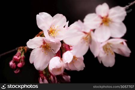 Real pink sakura flowers or cherry blossom close-up and from Naka-Meguro Tokyo Japan.