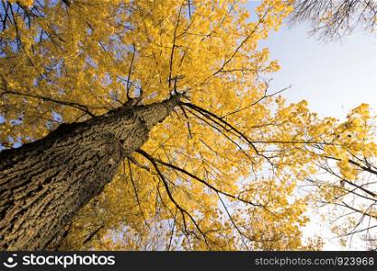 real wildlife in the autumn, on a large and high maple with yellowed leaves, Sunny day in early autumn. real wildlife in the autumn