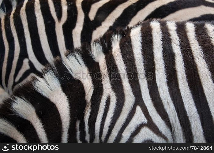 Real zebra backgorund texture