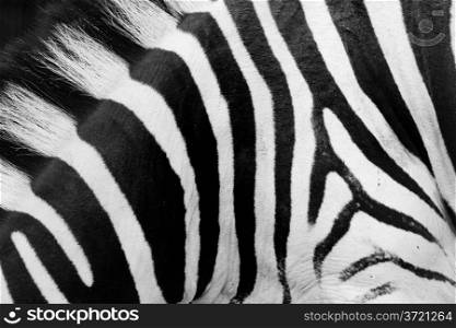 Real zebra pattern close-up. Black and white stripes background