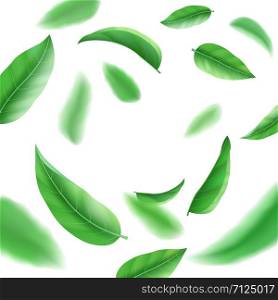 Realistic fresh green leaves isolated on white background, tea and herb swirl, flying leaf with wind, vector illustration. Realistic fresh green leaves on white background, tea and herb