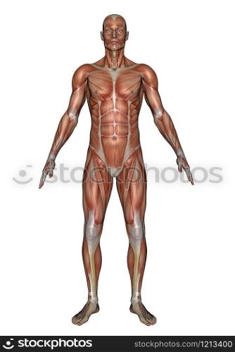 Realistic front muscles of man isolated in white background. Front muscles of man - 3D render