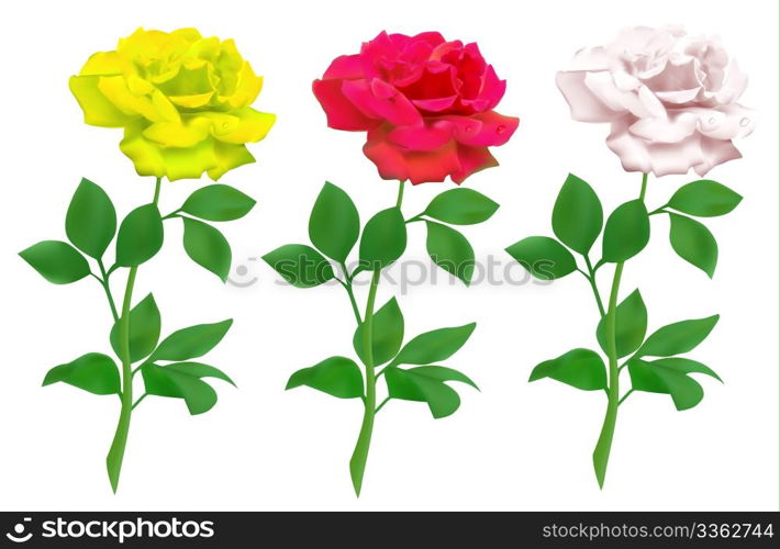 Realistic rose isolated on white background. Mesh tool used.