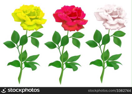 Realistic rose isolated on white background. Mesh tool used.