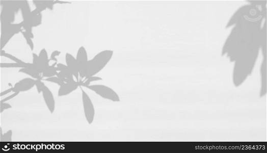 Realistic shadow of leaf on white wall background, overlay effect for photo, mock up, product, wall art, design presentation