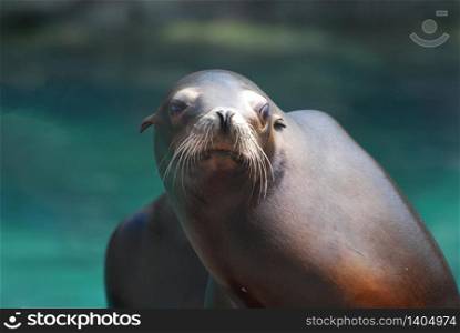 Really cute face of a California sea lion.