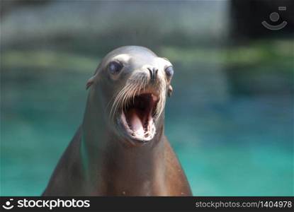Really cute sea lion with his mouth very wide open.