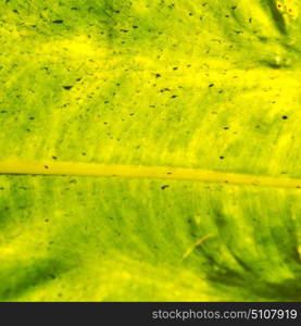 rear of a leaf and the light line veins and concept background