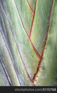 rear of a leaf and the light line veins and concept background