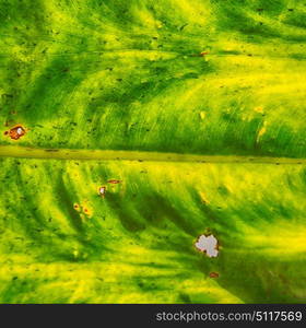 rear of a leaf and the light line veins and concept background