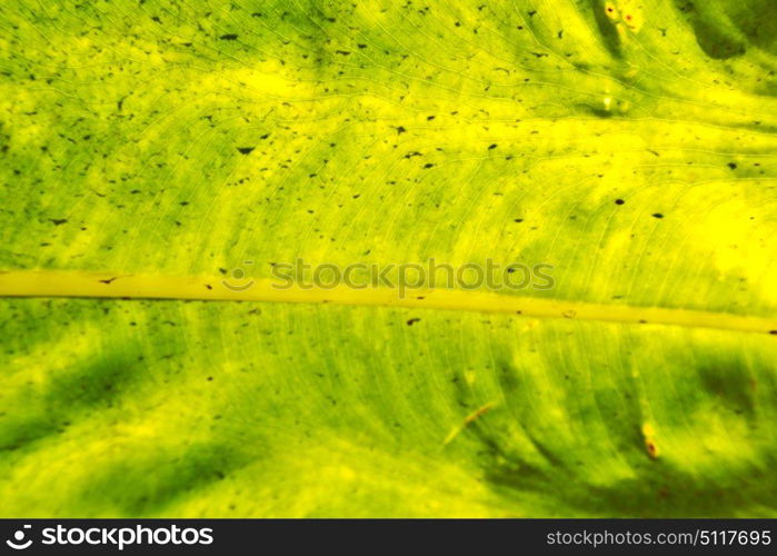 rear of a leaf and the light line veins and concept background