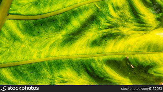 rear of a leaf and the light line veins and concept background