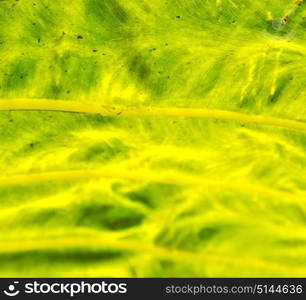 rear of a leaf and the light line veins and concept background