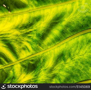 rear of a leaf and the light line veins and concept background